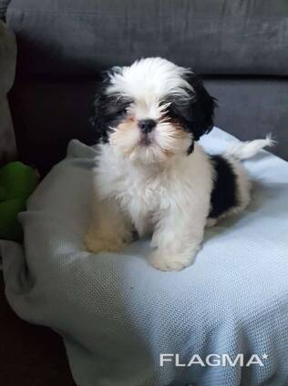 Shih-Tzu-Welpen