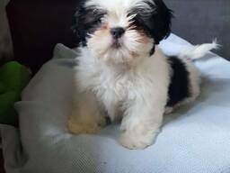 Shih-Tzu-Welpen