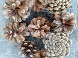 Шишка Pinus nigra (сосны черной)100 штук, шишки для декора, сосновые шишки - фото 1