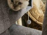Котенок готов к переезду - photo 4