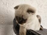 Котенок готов к переезду - photo 3