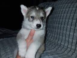 Siberian Husky-Welpen zu verkaufen. WhatsApp senden Sie uns an: