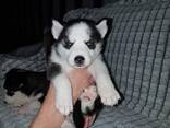 Siberian Husky-Welpen zu verkaufen. WhatsApp senden Sie uns an: - фото 2
