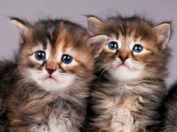 Maine-Coon-Kätzchen WhatsApp-Nummer: 380 94 710 0784
