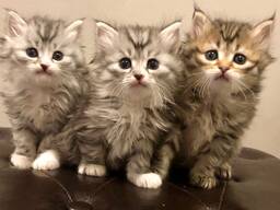 Сибирские котятаe