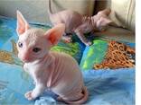 Sphynx-Kätzchen - фото 1