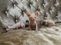 Sphynx-Kätzchen suchen ein neues Zuhause. Kontaktieren Sie uns per WhatsApp: 447490124950