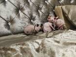 Sphynx-Kätzchen suchen ein neues Zuhause. Kontaktieren Sie uns per WhatsApp: 447490124950 - фото 3