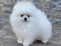Pomeranian-Welpen