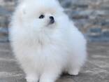 Pomeranian-Welpen - фото 3
