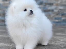 Wunderschöne, 12 Wochen alte Spitz-Pomeranian-Welpen (Rüde & Hündin)