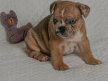 Stammbaum der Welpen der Französischen Bulldogge - фото 12
