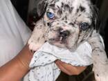 Stammbaum der Welpen der Französischen Bulldogge - фото 6