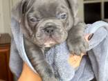 Stammbaum der Welpen der Französischen Bulldogge - фото 7
