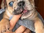 Stammbaum der Welpen der Französischen Bulldogge - фото 8