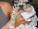 Stammbaum der Welpen der Französischen Bulldogge - фото 11