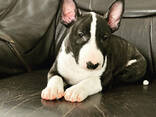 Standard-Bullterrier-Welpen - фото 2