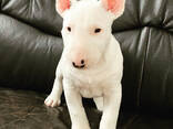 Standard-Bullterrier-Welpen - фото 3