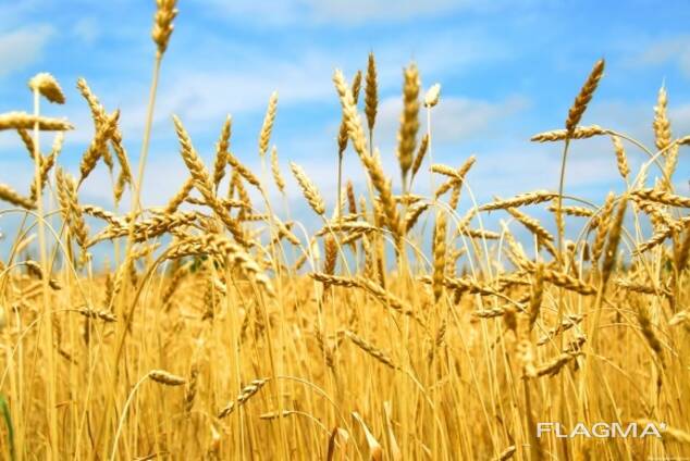 Ukrainian grain broker services