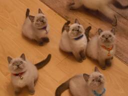 Süße BKH Katzen Babys