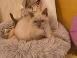 Süße BKH Katzen Babys - фото 6
