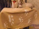 Süße BKH Katzen Babys - фото 7