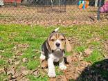 Продаются великолепные щенки бигля - фото 2