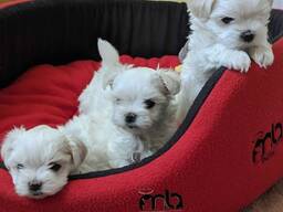 Süße Malteserwelpen suchen ein liebevolles Zuhause