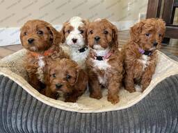 Щенки мальтипу F1xx