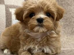 Maltipoo-Welpen