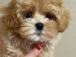 Maltipoo-Welpen - фото 3