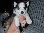 Siberian Husky-Welpen zu verkaufen. WhatsApp senden Sie uns an: - фото 1