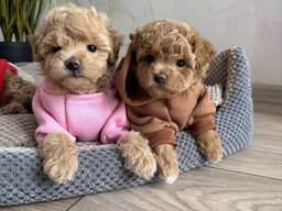 Süße und kuschelige Maltipoo-Welpen zu verkaufen