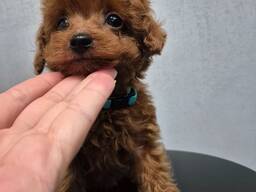 Щенки той-пуделя доступны для покупки