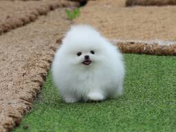 Wunderschöne Pomeranian-Welpen