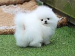 Wunderschöne Pomeranian-Welpen - фото 2