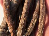 Süßholzwurzel (Glycyrrhiza glabra) - фото 2