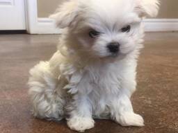 Süßer Malteser-Welpe