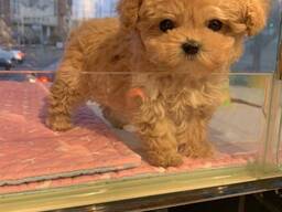 Suloinen teekuppivillakoiran pentu