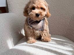 Super Maltipoos verfügbar