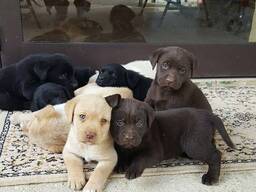 Sweet Labrador Retriever Puppy Ready for a Forever Home