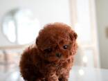 Teacup-Pudelwelpen - фото 3