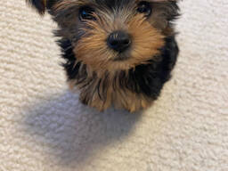 Teacup Yorkie Welpen bereit