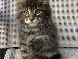 Reduziert 3 wunderschöne Maincoon-Kätzchen