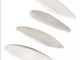 Cuttlefish Bone large stock available at best price