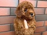 Той- пудель щенки - фото 1