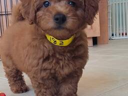 Той-пудель, мальчики зарегистрированы в IKC, девочки мальчики,