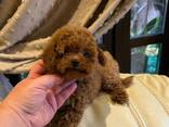 Щенки миниатюрного пуделя - фото 3