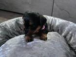 Unsere liebe Hündin hat vier wunderschöne Yorkshire-Terrier-Welpen - photo 1