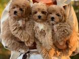 Uimodståelige Maltipoo-Welpen - фото 1
